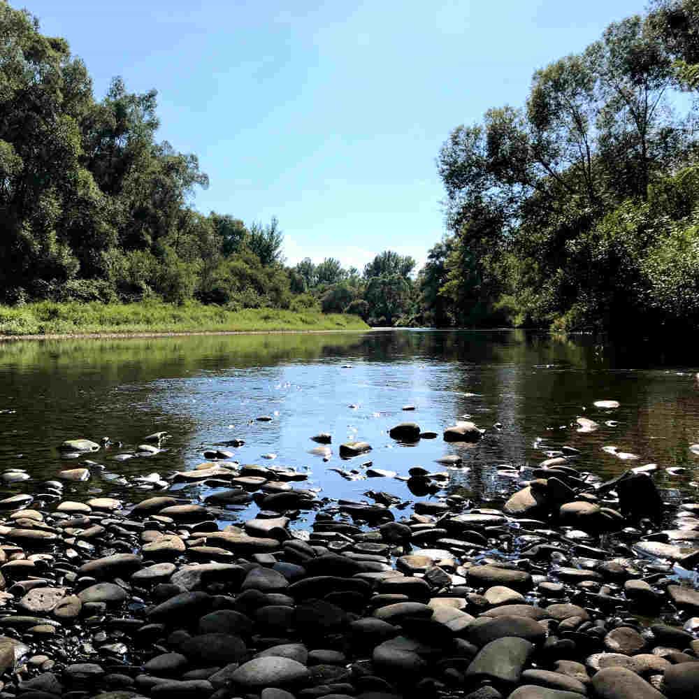 River bank surrounded with bushes and trees, Oświęcim near Auschwitz Memorial
