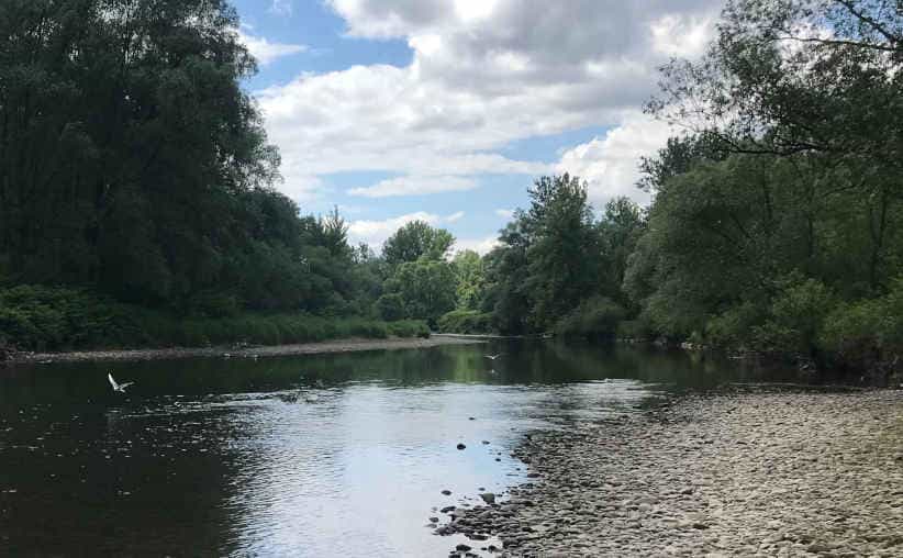 Soła river surrounded by green bushes and trees with birds flying over water.